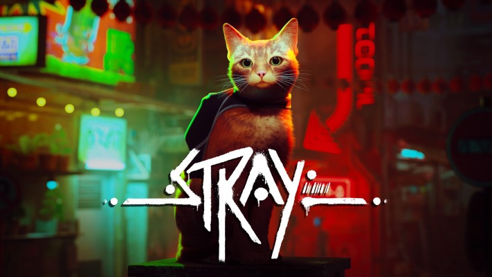 Stray. Desktop wallpaper