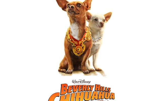 Beverly Hills Chihuahua. Desktop wallpaper