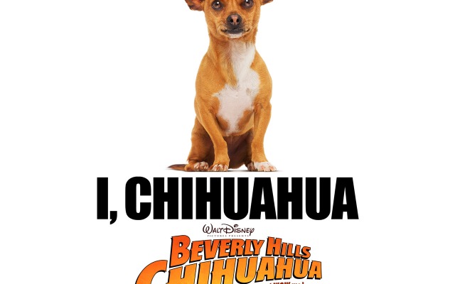 Beverly Hills Chihuahua. Desktop wallpaper