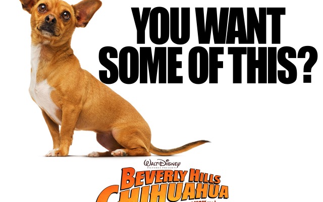 Beverly Hills Chihuahua. Desktop wallpaper