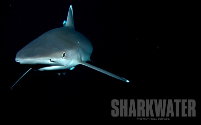 Sharkwater. Desktop wallpaper