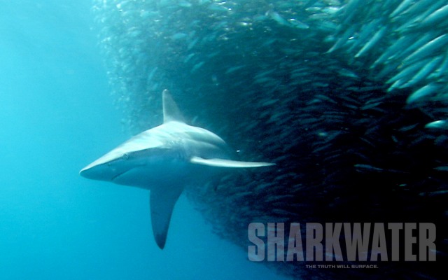 Sharkwater. Desktop wallpaper