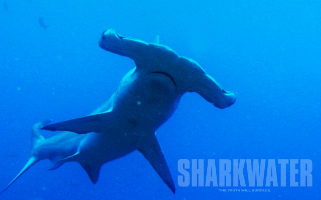 Sharkwater. Desktop wallpaper