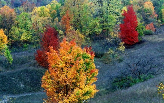 Nature. Desktop wallpaper