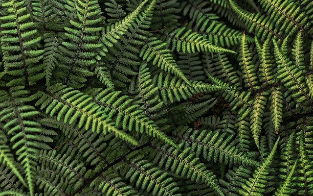 Nature. Desktop wallpaper