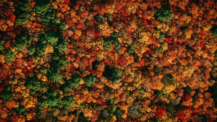 Nature. Desktop wallpaper