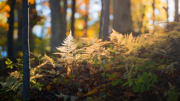 Nature. Desktop wallpaper