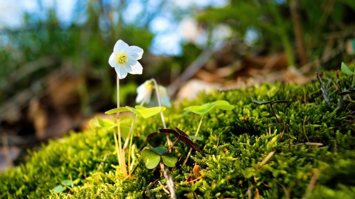 Nature. Desktop wallpaper