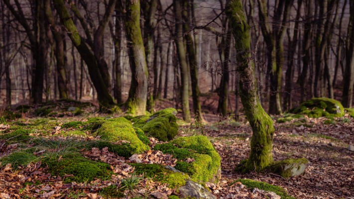 Nature. Desktop wallpaper