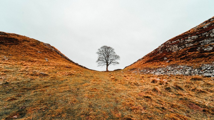 Nature. Desktop wallpaper