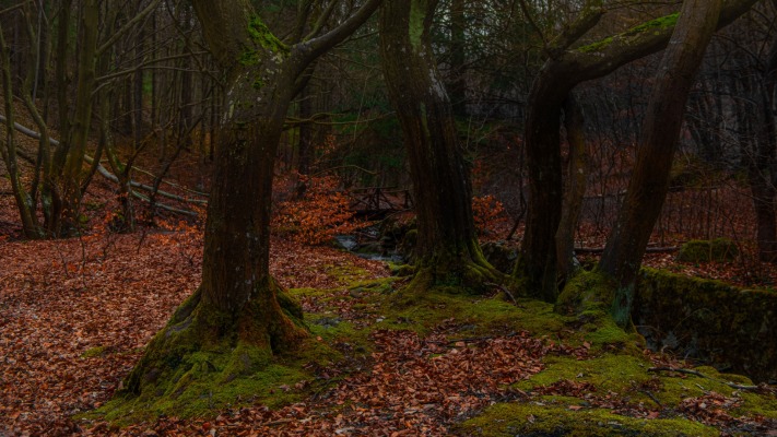 Nature. Desktop wallpaper