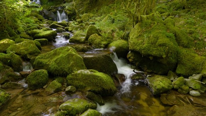 Nature. Desktop wallpaper