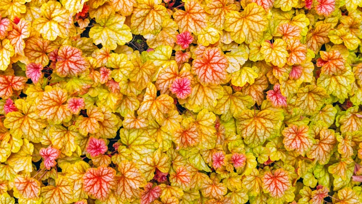 Nature. Desktop wallpaper