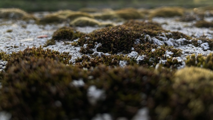 Nature. Desktop wallpaper