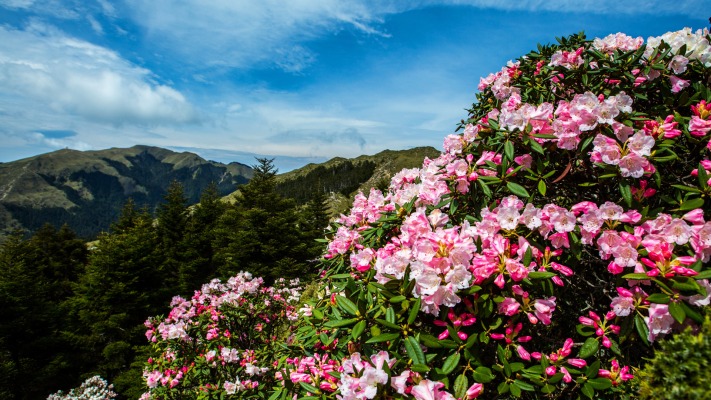 Nature. Desktop wallpaper