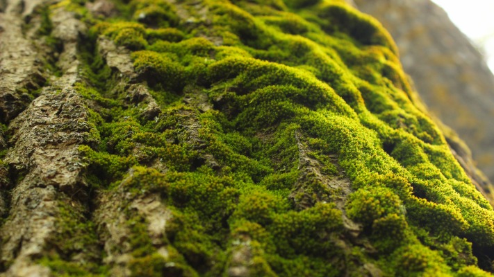 Nature. Desktop wallpaper