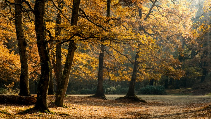 Nature. Desktop wallpaper