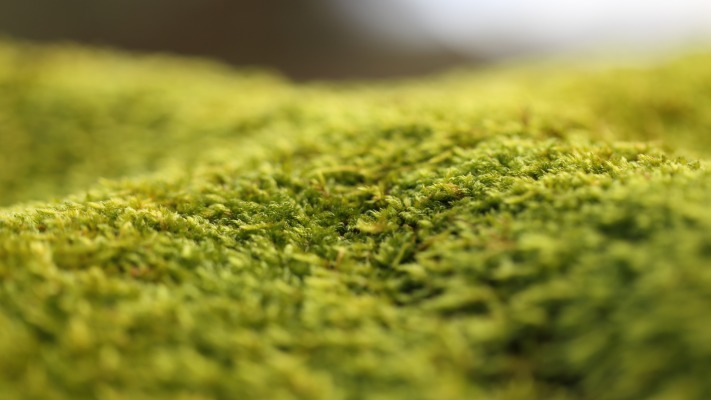 Nature. Desktop wallpaper