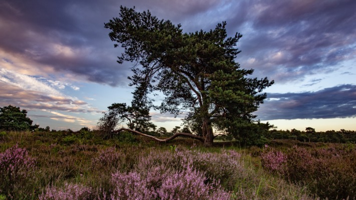 Nature. Desktop wallpaper