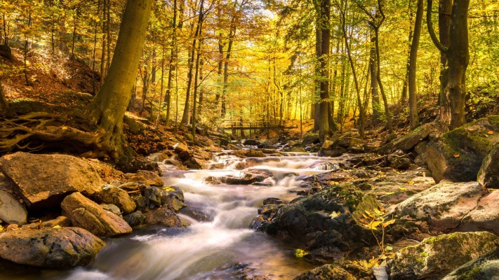 Nature. Desktop wallpaper