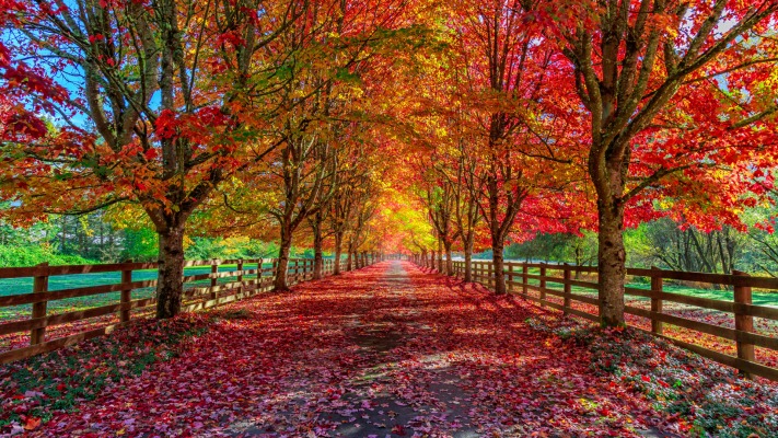 Nature. Desktop wallpaper