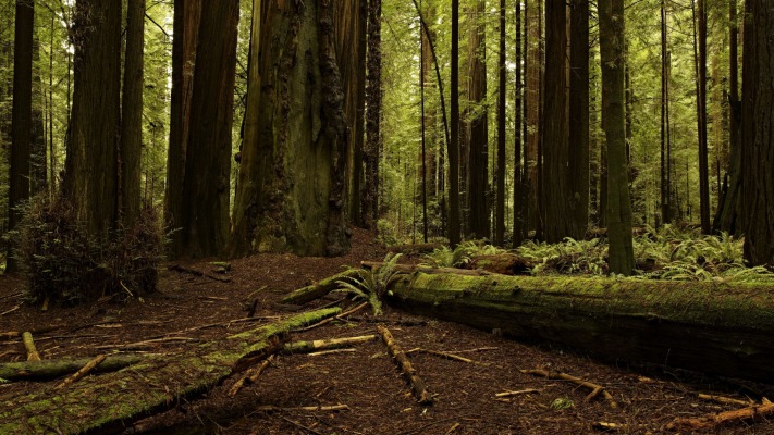 Nature. Desktop wallpaper