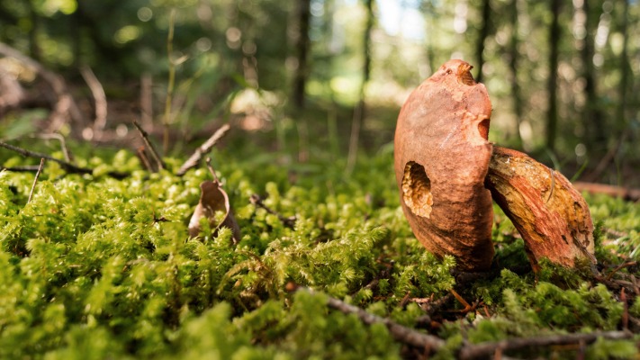 Nature. Desktop wallpaper