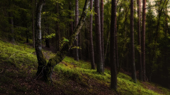 Nature. Desktop wallpaper