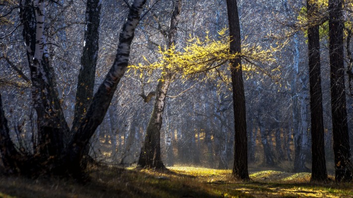 Nature. Desktop wallpaper