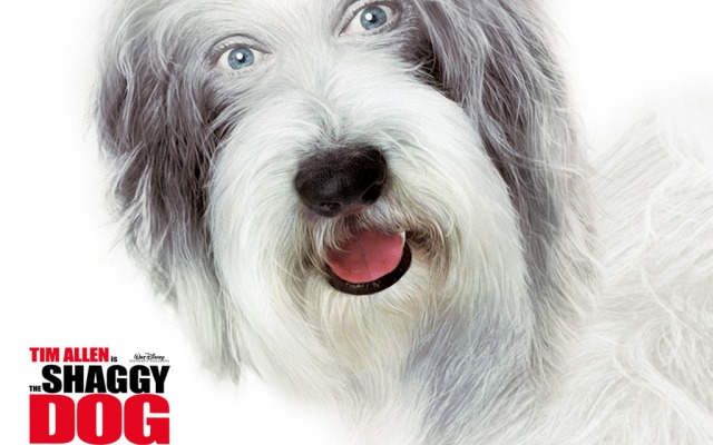 Shaggy Dog, The. Desktop wallpaper