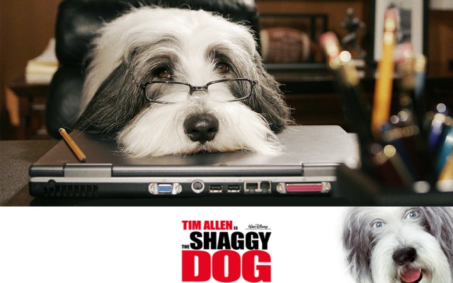 Shaggy Dog, The. Desktop wallpaper