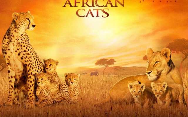 African Cats. Desktop wallpaper