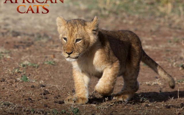 African Cats. Desktop wallpaper