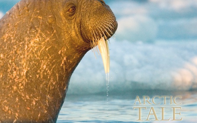 Arctic Tale. Desktop wallpaper