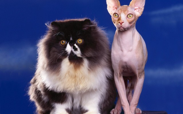 Cats. Desktop wallpaper