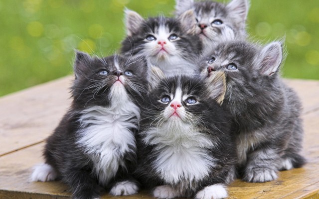Cats. Desktop wallpaper