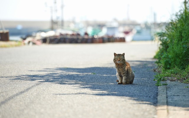 Cats. Desktop wallpaper