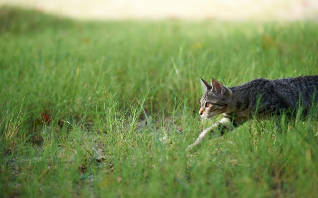 Cats. Desktop wallpaper