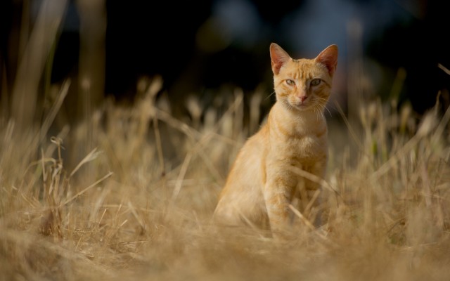 Cats. Desktop wallpaper