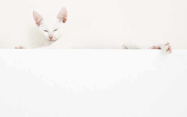 Cats. Desktop wallpaper