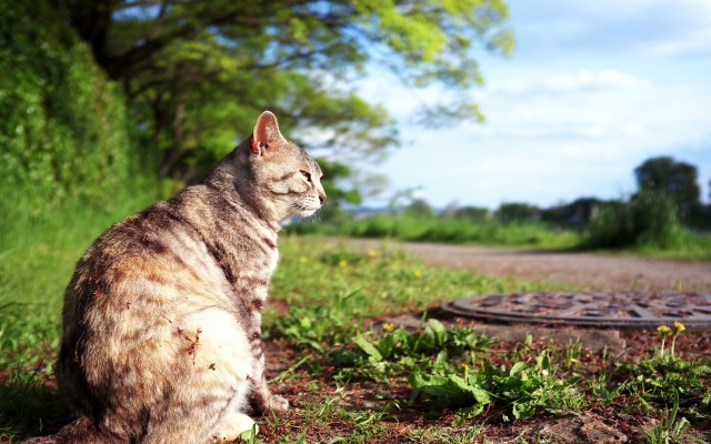 Cats. Desktop wallpaper