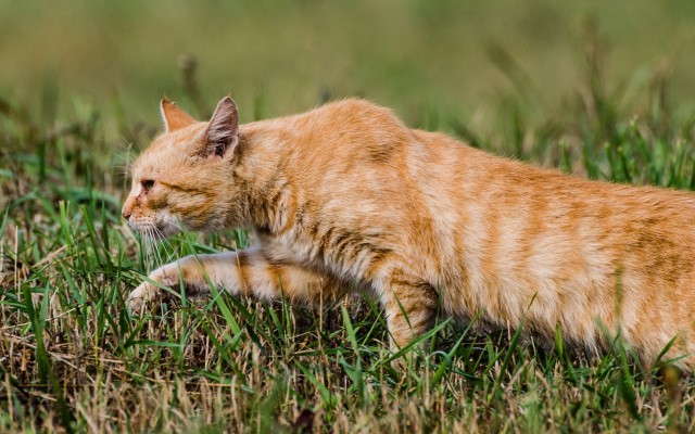 Cats. Desktop wallpaper