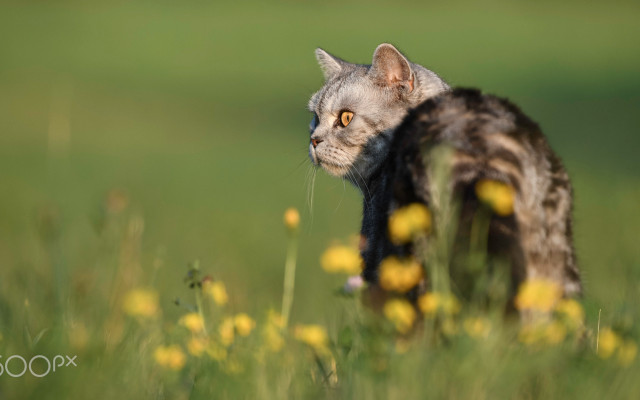 Cats. Desktop wallpaper