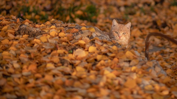 Cats. Desktop wallpaper