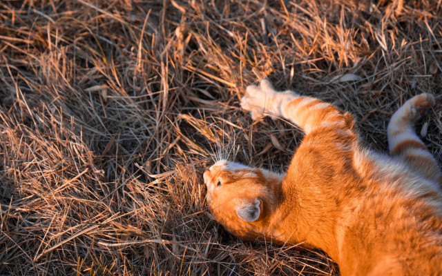 Cats. Desktop wallpaper