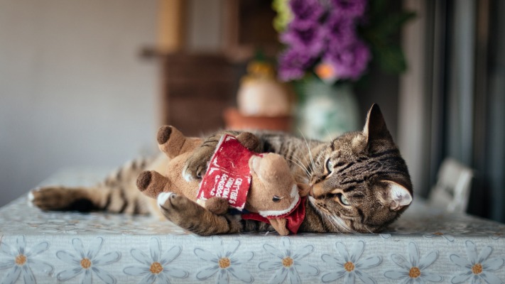 Cats. Desktop wallpaper