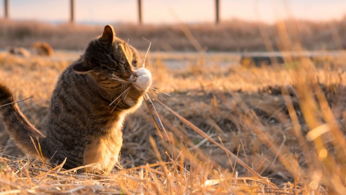 Cats. Desktop wallpaper