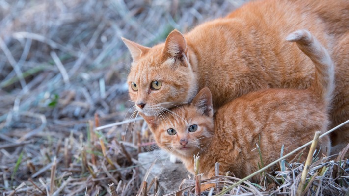 Cats. Desktop wallpaper