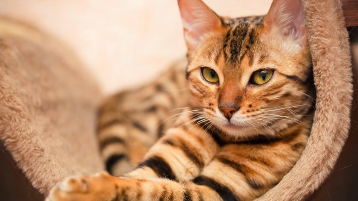 Cats. Desktop wallpaper