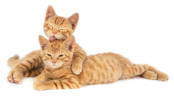 Cats. Desktop wallpaper